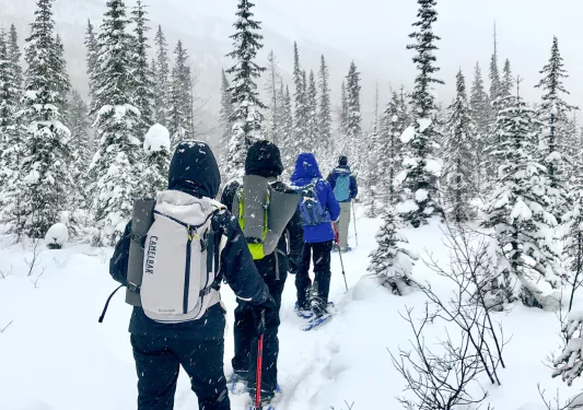 Guests Snow Showing Forest Canada