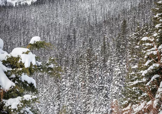 Group of guests walking in snowy forest clearing, large snowcaps in distance.