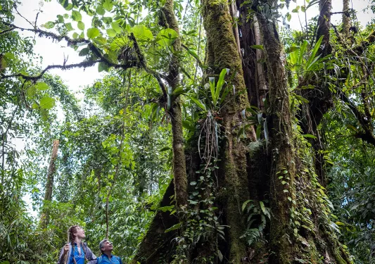 Walking Around Moth Covered Tree in Jungle
