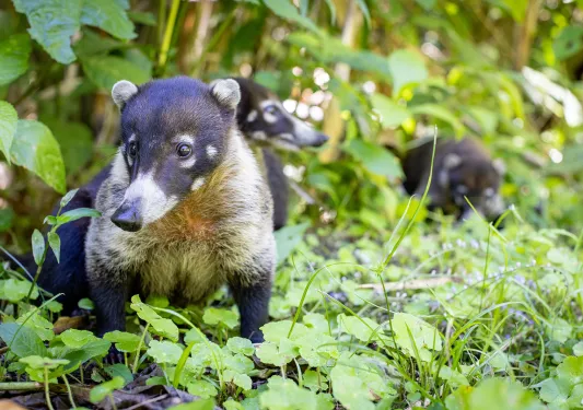 Coati Costa Rica