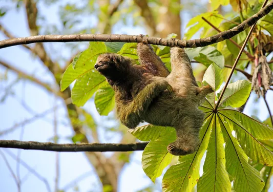 Sloth Hanging on Branch Costa Rica