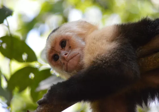 Monkey From Below Costa Rica