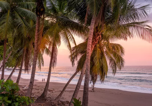 Palm Trees Walking on Beach During Sunset