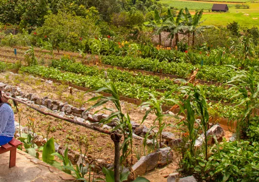 Picnic bench with group of people eating nearby a farming garden 