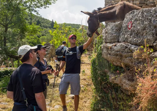 Four guests walking along stone structure, donkey putting head nearby, guest petting it.