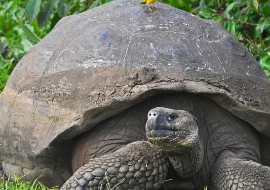 Giant Tortoise Ecuador