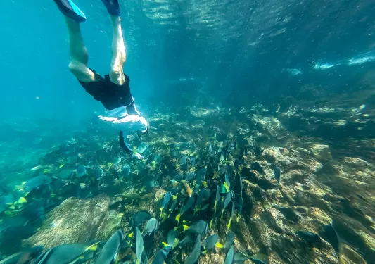 Snorkeling to Fish Galapagos