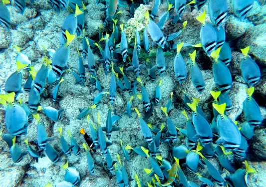 School of Fish Galapagos