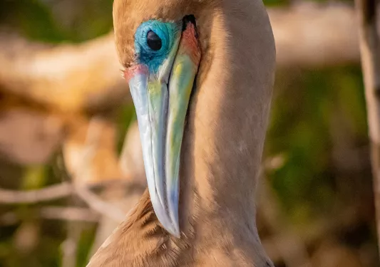 Bird Blue Galapagos