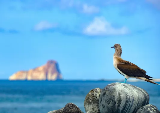 Blue-footed booby standing on a rock by ocean's edge with an island in the background.