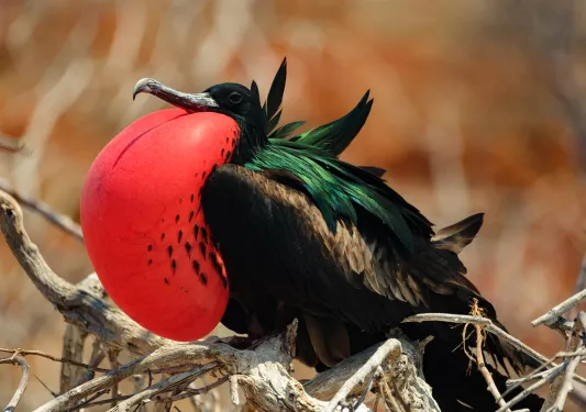 Frigatebird Ecuado