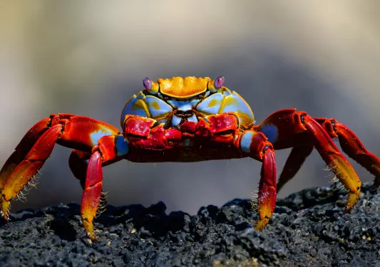 Sally Lightfoot crabs Galapagos