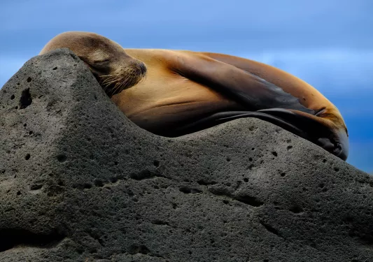 Sea Lion Sleeping Rock Galapagos