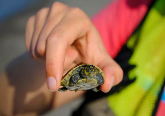 Baby Turtle Ecuador