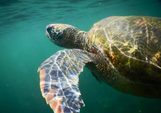 Turtle Ecuador