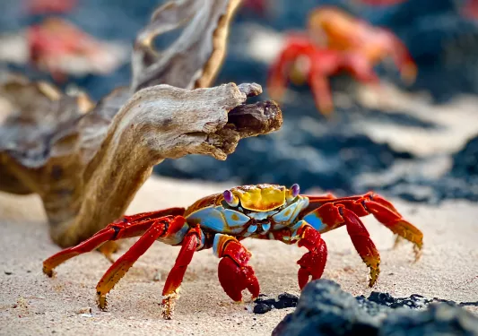 Red Crab Beach Galapagos
