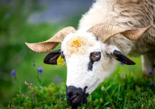 Shot of horned sheep.
