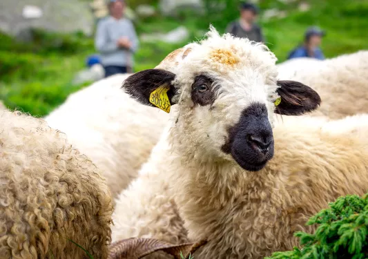 Close-up of black nosed sheep.