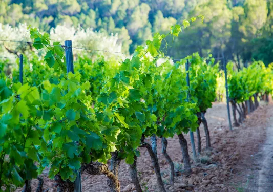Row of grape trees in a French vineyard