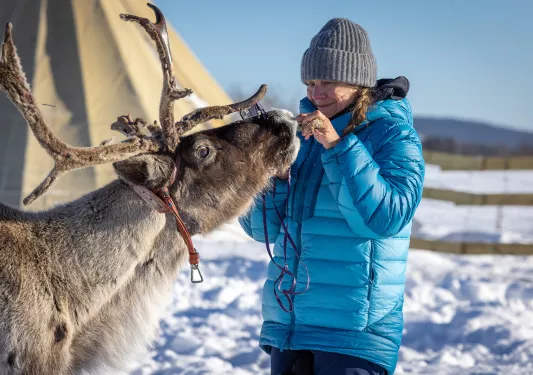 Guest Feeding Reindeer Sweden