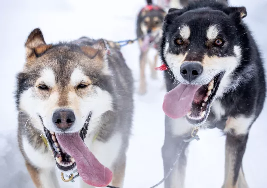 Dogsledding Lead Dogs Arctic