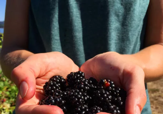 Person wearing Backroads t-shirt has hands cupped to hold blackberries