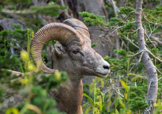 Candid photo of Mountain Ram 