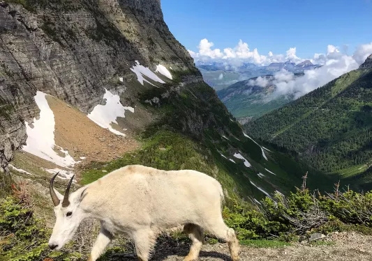 Antelope walking through mountains