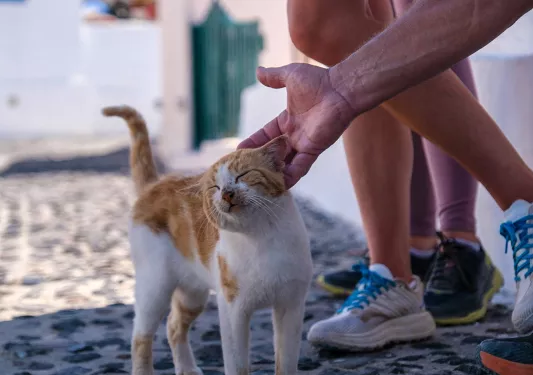 Close up of guest petting stray cat.