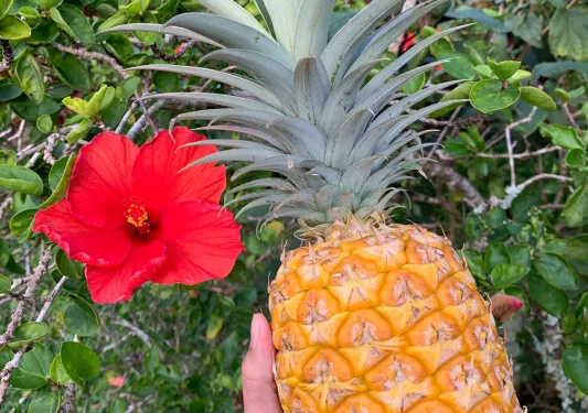 Pineapple in Hawaii