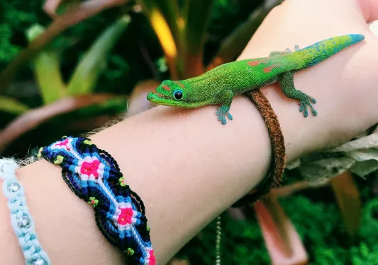Green gecko on a person's arm in Hawaii
