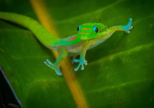 Green gecko on a leaf in Hawaii