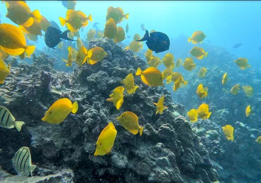 Colorful yellow fish swimming in the ocean by Hawaii