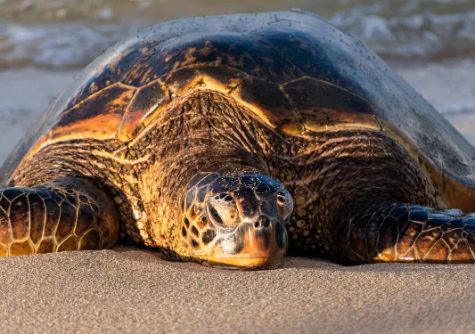Sea turtle resting on a beach in Hawaii