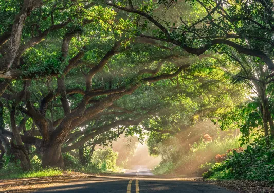 Road running through a shaded forest in Hawaii