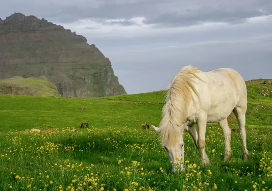 Shot of green, open meadow, white horse, large cliffs visible.