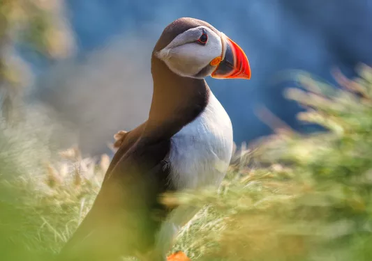 puffin landing in grass