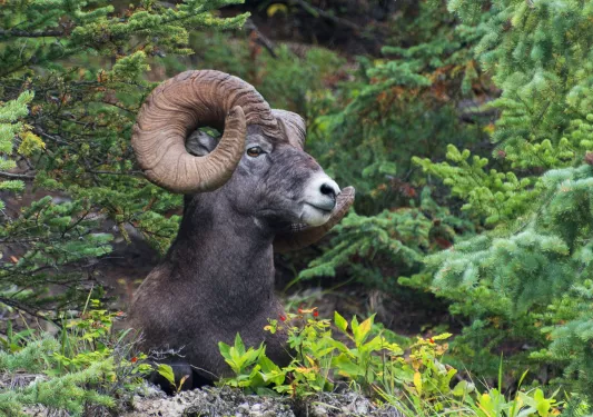 Close up of Bighorn.