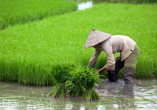 Vietnamese farmer harvesting crops