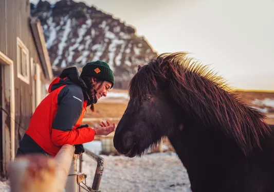 Barn Guest Icelandic Horse Icleand