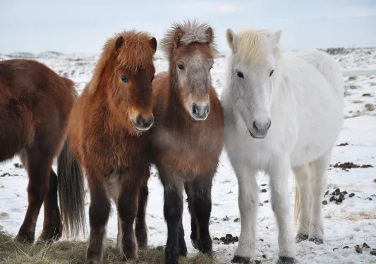 Three Icelandic Horses Iceland