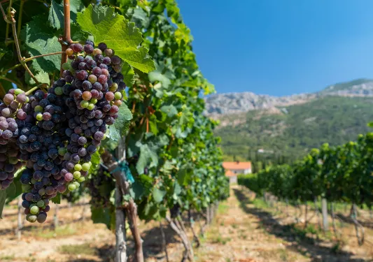 Close-up of red wine grapes, other vines, mountain in distance. 