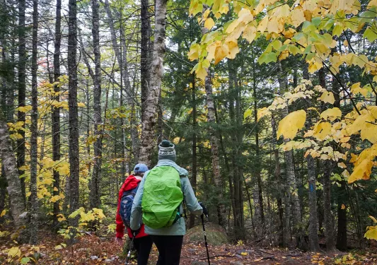 Two guests walking through forest, trees all around.
