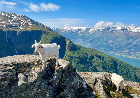 Mountain Goat Fjord