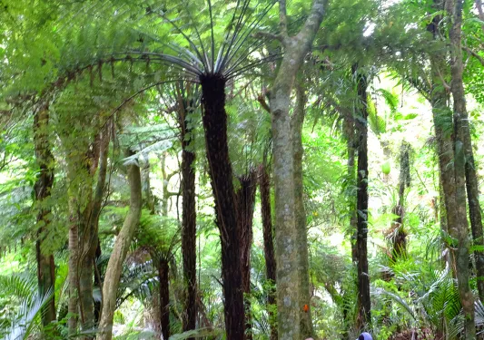 Hiking through a forest in New Zealand