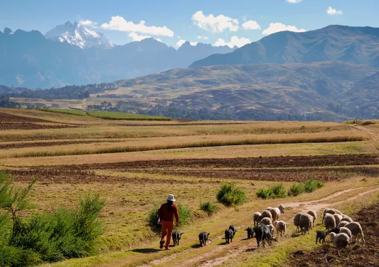 Shot of local shepherd w/ sheep, red dirt vista, mountains in distance. 