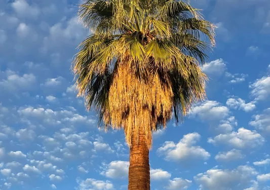 Shot of a lone palm tree.