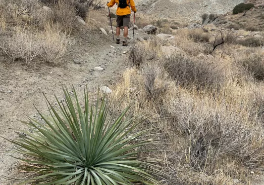 Guest hiking among arid terrain, desert plant in foreground.
