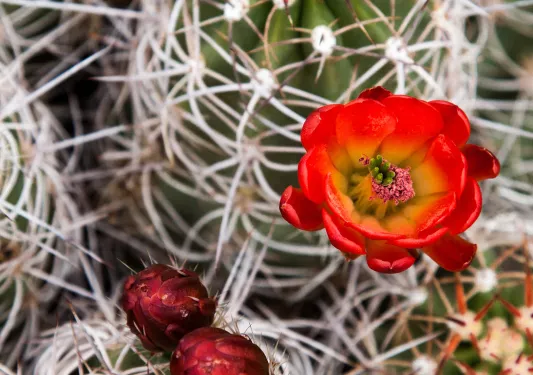 Shot of a cactus with colorful flower.