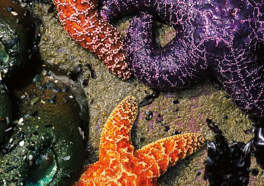 Close-up of orange and purple starfish.